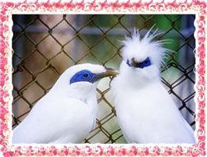 bali-mynah-birds-glenn-davis-doctor-g