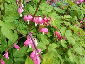 Bleeding Hearts