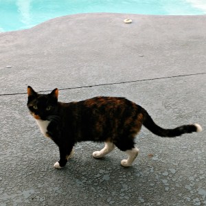 Pumpkin's Adventures